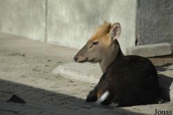 Beijing Zoological Gardens