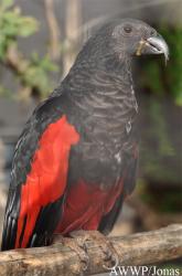 Al Wabra Wildlife Preservation