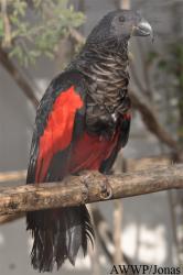 Al Wabra Wildlife Preservation