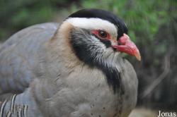 Alectoris melanocephala