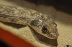 Malpolon moilensis