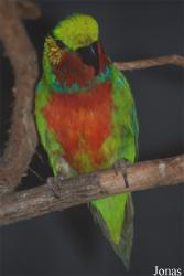 Parc des Oiseaux