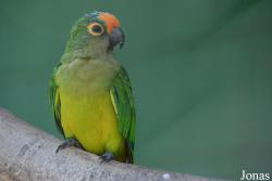 Eupsittula aurea