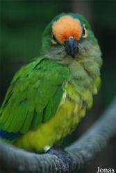 Parc des Oiseaux