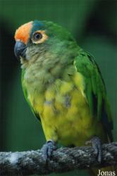 Parc des Oiseaux