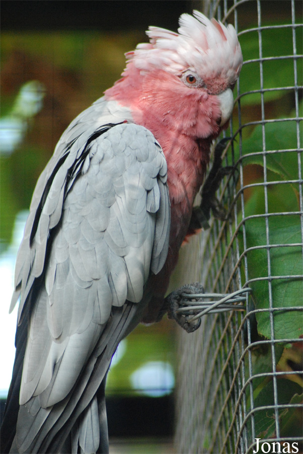 Parc des Oiseaux