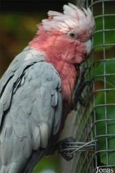 Parc des Oiseaux