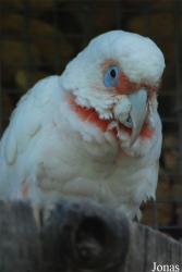 Parc des Oiseaux