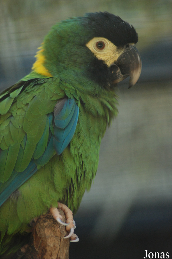 Parc des Oiseaux