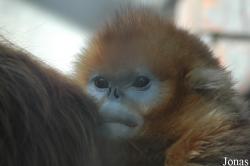 Beijing Zoological Gardens