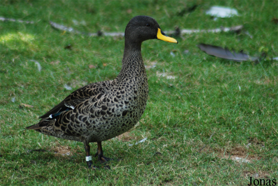 Parc des Oiseaux