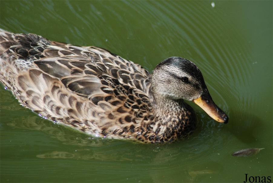 Parc des Oiseaux
