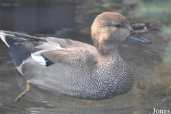 Mareca strepera
