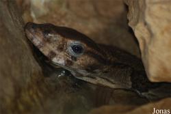 Varanus dumerilii