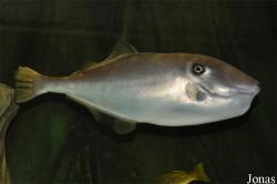 Aluterus monoceros