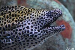 Gymnothorax favagineus
