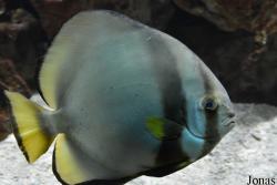 Ephippidae