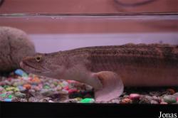 Polypterus sp.
