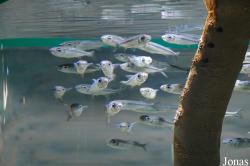 Sharjah Aquarium