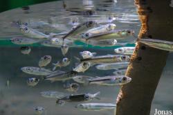 Sharjah Aquarium