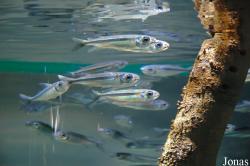 Sharjah Aquarium
