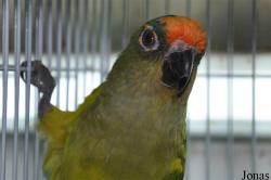 Birds & Animals Market