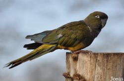 Cyanoliseus patagonus