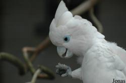 Cacatua ducorpsii