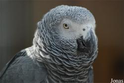 Psittacus erithacus