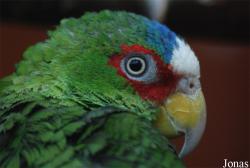 Amazona albifrons