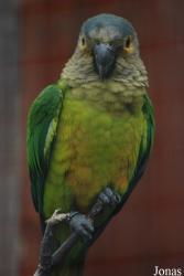 Eupsittula pertinax lehmanni
