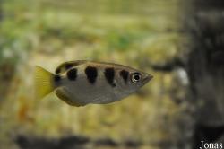 Toxotes jaculatrix