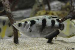 Toxotidae