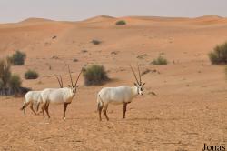 Dubai Desert Conservation Reserve
