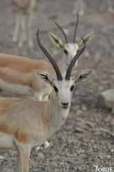 Sharjah Desert Park