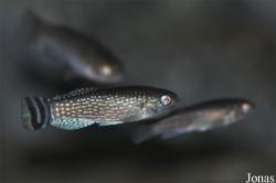 Cyprinodontidae