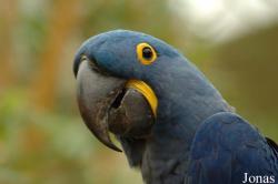 Anodorhynchus hyacinthinus