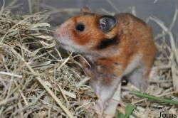 Mesocricetus auratus