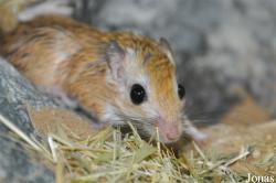 Gerbillus dasyurus