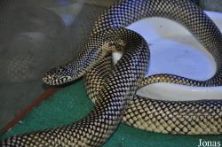 Lampropeltis getula