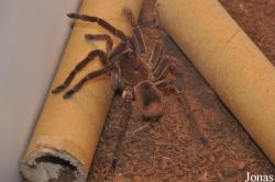 Citharischius crawshayi