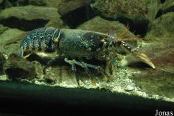 Nephropidae