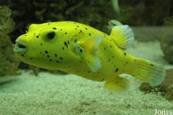 Arothron meleagris