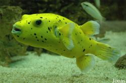 Zee Aquarium Bergen aan Zee