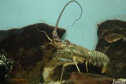 Zee Aquarium Bergen aan Zee