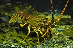 Palinurus elephas