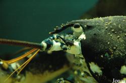 Zee Aquarium Bergen aan Zee
