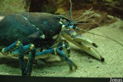 Zee Aquarium Bergen aan Zee