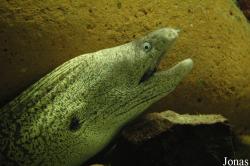 Zee Aquarium Bergen aan Zee
