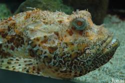 Zee Aquarium Bergen aan Zee